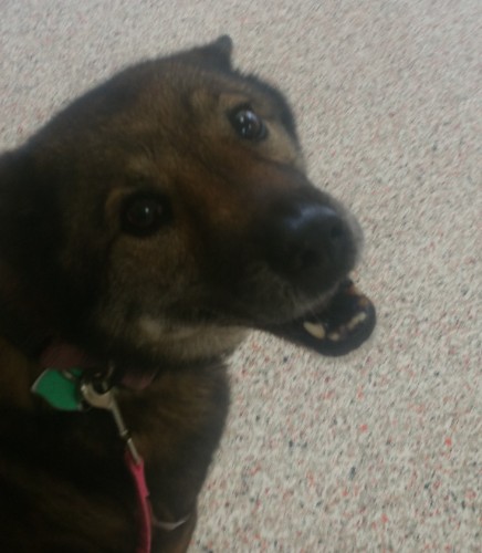 Xena - The dog that will help you with buying a home in Houston Texas.